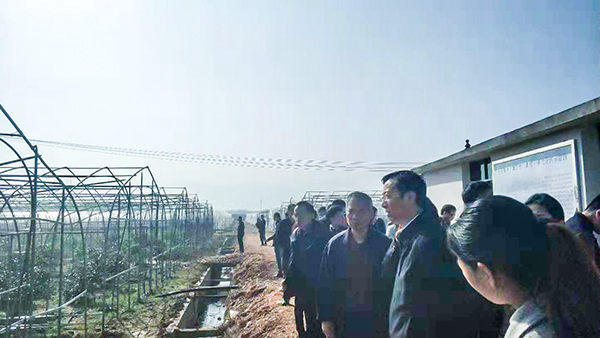 全國農(nóng)技推廣中心王福祥副主任（右二）巡視設施大棚